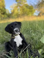 Kabella , a female Border Collie and Labrador Retriever for sale in Goshen, IN – 3 of 4