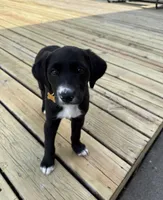 Kabella , a female Border Collie and Labrador Retriever for sale in Goshen, IN – 2 of 4