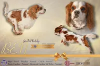 Dorito - Cavalier mix , a male Australian Shepherd and Cavalier King Charles Spaniel for sale in Oshkosh, WI – Photo 6 of 7