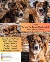 Dorito - Cavalier mix , a male Australian Shepherd and Cavalier King Charles Spaniel for sale in Oshkosh, WI – Photo 5 of 7