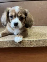 Dorito - Cavalier mix , a male Australian Shepherd and Cavalier King Charles Spaniel for sale in Oshkosh, WI – Photo 4 of 7