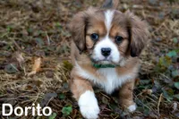 Dorito - Cavalier mix , a male Australian Shepherd and Cavalier King Charles Spaniel for sale in Oshkosh, WI – Photo 3 of 7