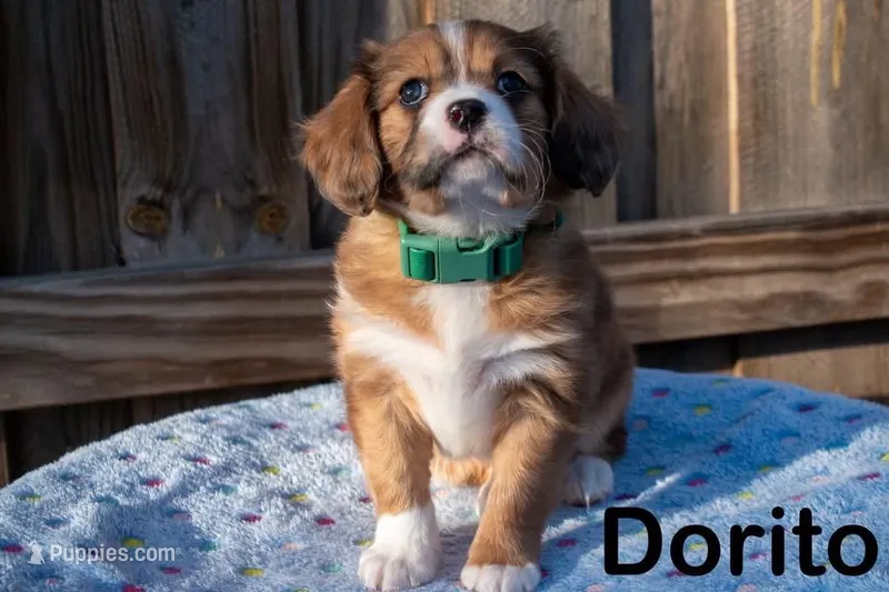 Dorito - Cavalier mix  – Australian Shepherd, Cavalier King Charles Spaniel puppy for sale in Oshkosh, WI