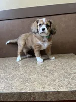 Dorito - Cavalier mix , a male Australian Shepherd and Cavalier King Charles Spaniel for sale in Oshkosh, WI – Photo 2 of 7