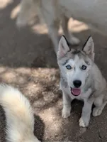 Wiley , a male Siberian Husky for sale in Tucson, AZ – 2 of 3