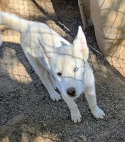 Benny, a male Siberian Husky for sale in Tucson, AZ – Photo 3 of 4