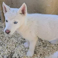 Benny, a male Siberian Husky for sale in Tucson, AZ – Photo 1 of 4