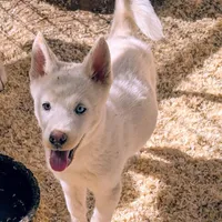 Benny, a male Siberian Husky for sale in Tucson, AZ – Photo 4 of 4