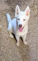 Sugar, a female Siberian Husky for sale in Tucson, AZ – Photo 3 of 5