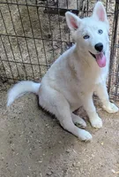 Sugar, a female Siberian Husky for sale in Tucson, AZ – Photo 2 of 5