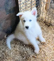 Sugar, a female Siberian Husky for sale in Tucson, AZ – Photo 5 of 5