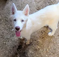 Sugar, a female Siberian Husky for sale in Tucson, AZ – Photo 4 of 5