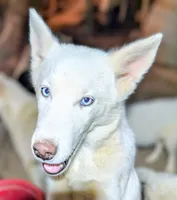 Pluto, a male Siberian Husky for sale in Tucson, AZ – 2 of 3