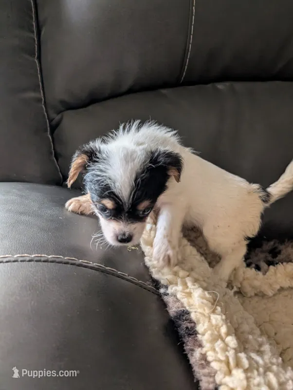 Jasmine – Japanese Chin, Yorkshire Terrier puppy for sale in Tucson, AZ