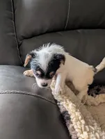 Jasmine, a female Japanese Chin and Yorkshire Terrier for sale in Tucson, AZ – 1 of 4