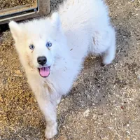 Siri, a female Siberian Husky for sale in Tucson, AZ – Photo 5 of 6