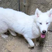 Siri, a female Siberian Husky for sale in Tucson, AZ – Photo 2 of 6