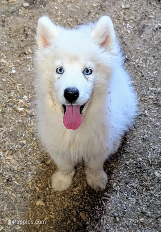 Siri, a female Siberian Husky for sale in Tucson, AZ – Photo 1 of 6