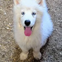 Siri, a female Siberian Husky for sale in Tucson, AZ – Photo 1 of 6