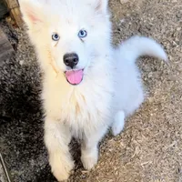 Siri, a female Siberian Husky for sale in Tucson, AZ – Photo 3 of 6