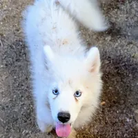 Siri, a female Siberian Husky for sale in Tucson, AZ – Photo 4 of 6