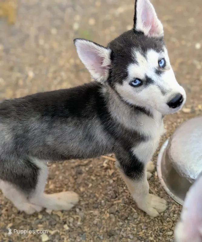 Molly – Siberian Husky puppy for sale in Tucson, AZ
