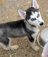 Molly, a female Siberian Husky for sale in Tucson, AZ – 1 of 5