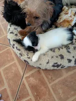 Wee Willy, a male Japanese Chin and Yorkshire Terrier for sale in Tucson, AZ – 3 of 4