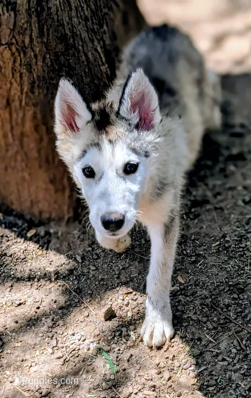 Wolfie – Siberian Husky puppy for sale in Tucson, AZ