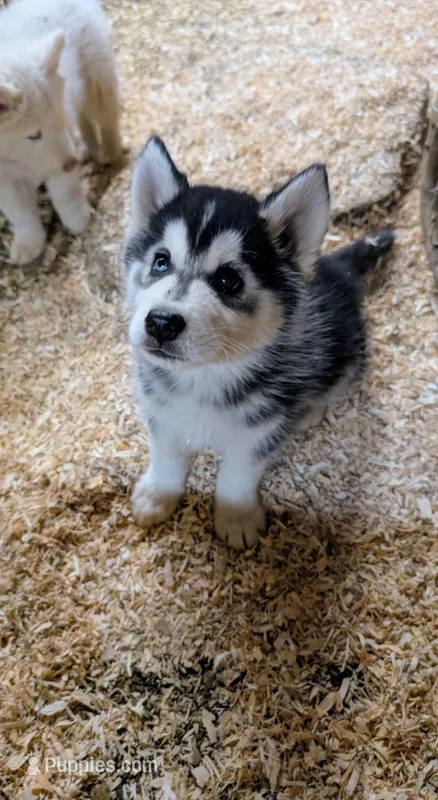 Chad – Siberian Husky puppy for sale in Tucson, AZ