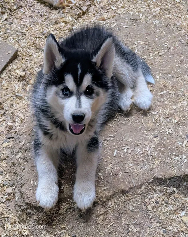 Chad – Siberian Husky puppy for sale in Tucson, AZ