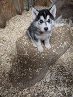 Chad, a male Siberian Husky for sale in Tucson, AZ – Photo 2 of 2