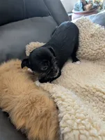 Joe, a male Japanese Chin and Yorkshire Terrier for sale in Tucson, AZ – 2 of 5