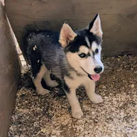 Onyx, a female Siberian Husky for sale in Tucson, AZ – Photo 2 of 3