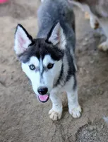 Onyx, a female Siberian Husky for sale in Tucson, AZ – 2 of 5