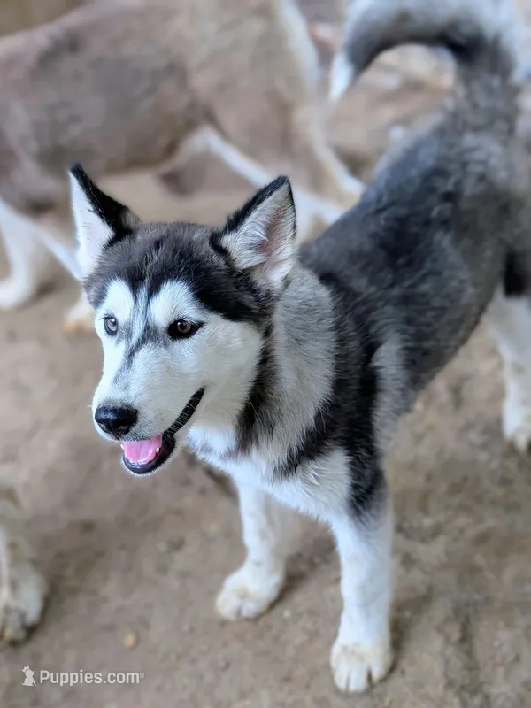 Onyx – Siberian Husky puppy for sale in Tucson, AZ