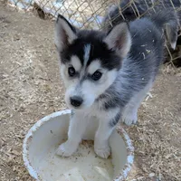 Onyx, a female Siberian Husky for sale in Tucson, AZ – Photo 3 of 3