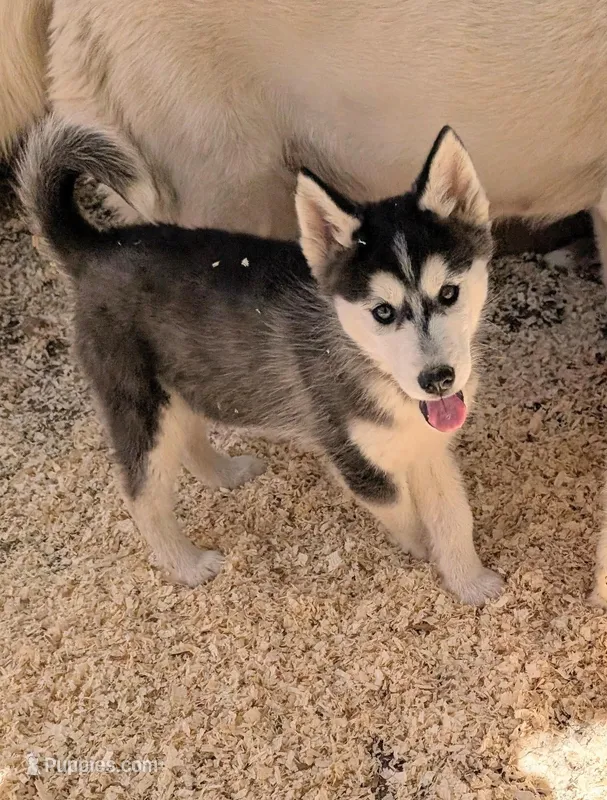 Onyx – Siberian Husky puppy for sale in Tucson, AZ