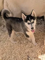 Onyx, a female Siberian Husky for sale in Tucson, AZ – Photo 1 of 3