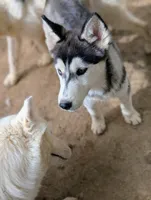 Onyx, a female Siberian Husky for sale in Tucson, AZ – 3 of 5