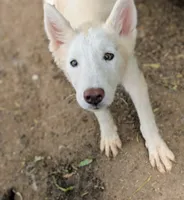 Sid, a male Siberian Husky for sale in Tucson, AZ – 2 of 2