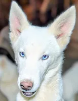 Pluto, a male Siberian Husky for sale in Tucson, AZ – 1 of 3