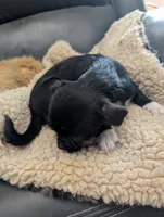 Jessi, a female Japanese Chin and Yorkshire Terrier for sale in Tucson, AZ – 2 of 5