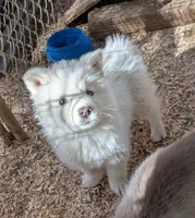 Yeti, a male Siberian Husky for sale in Tucson, AZ – Photo 2 of 4