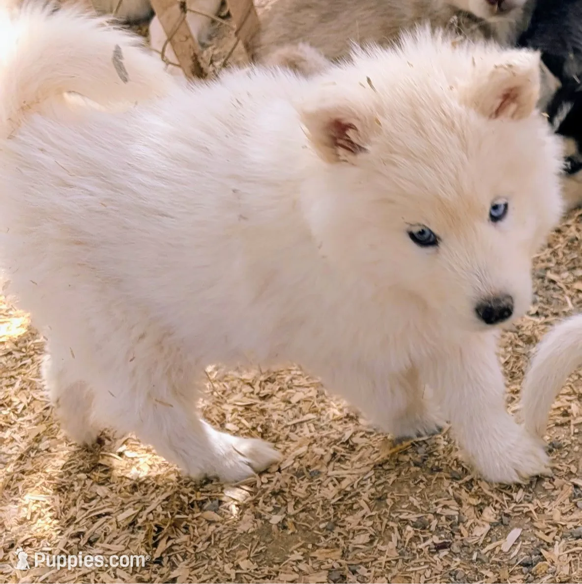 Yeti, a male Siberian Husky for sale in Tucson, AZ – Photo 3 of 4