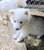 Yeti, a male Siberian Husky for sale in Tucson, AZ – Photo 4 of 4