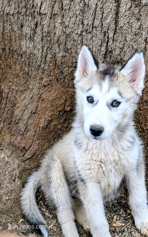 Wolfie – Siberian Husky puppy for sale in Tucson, AZ