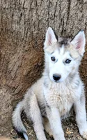 Wolfie, a female Siberian Husky for sale in Tucson, AZ – 1 of 3