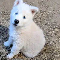 Sherry, a female Siberian Husky for sale in Tucson, AZ – Photo 4 of 4