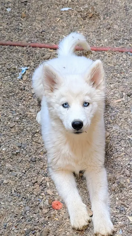 Sherry – Siberian Husky puppy for sale in Tucson, AZ